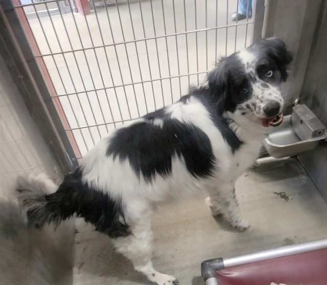 Floofy, a Australian Shepherd, available for adoption