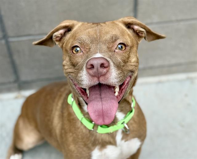 Tera, a Pit Bull Terrier (mix breed), available for adoption
