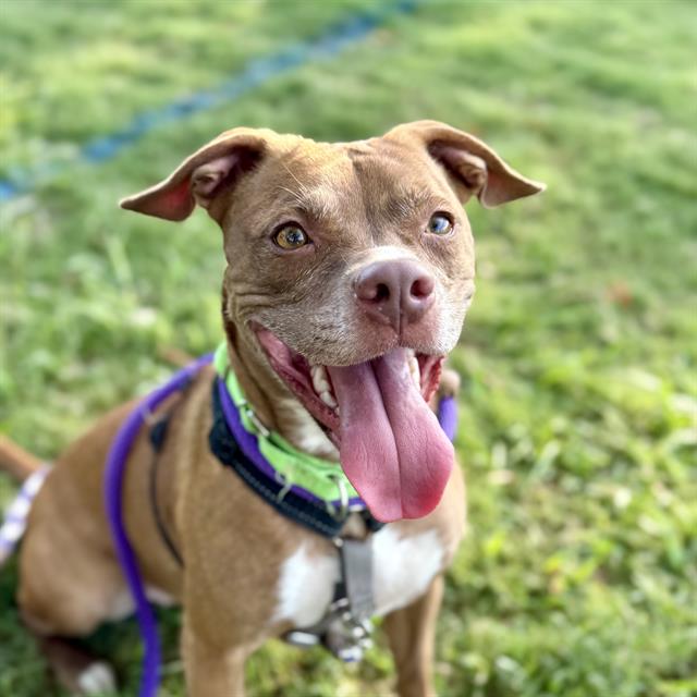 Tera, a Pit Bull Terrier (mix breed), available for adoption