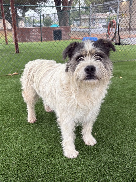 Bean, a Terrier, available for adoption