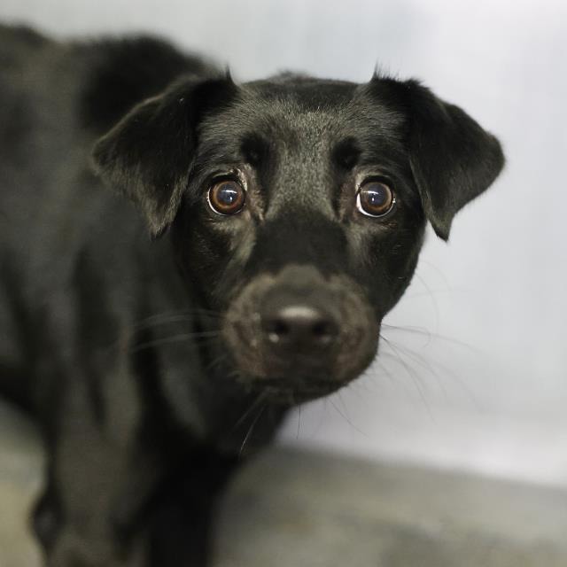 Crisley, a Retriever (mix breed), available for adoption