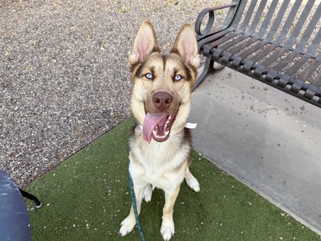 Scout, a Siberian Husky (mix breed), available for adoption