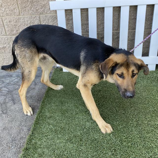 Aggie, a German Shepherd, available for adoption