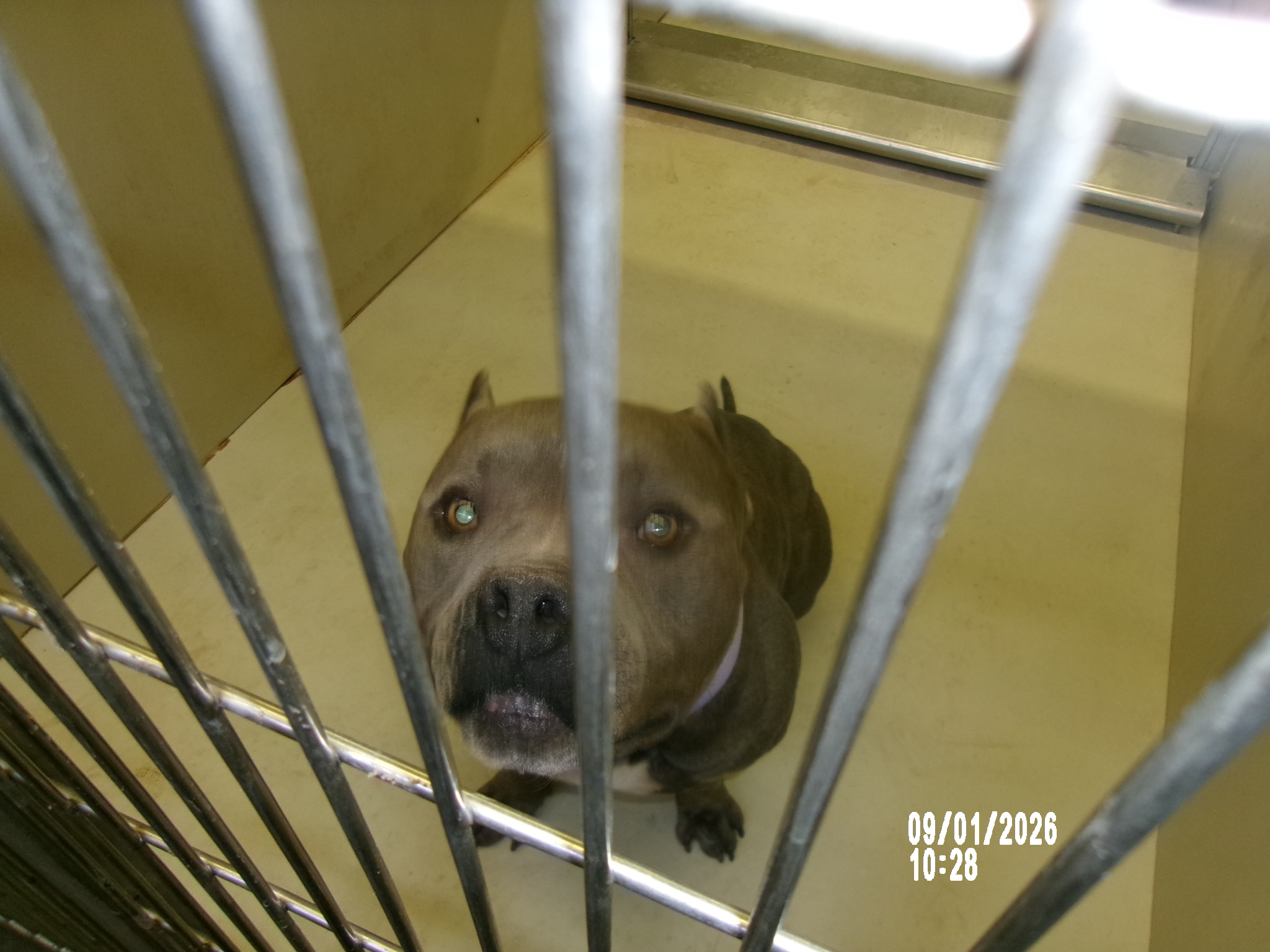 Hooligan, a American Staffordshire Terrier (mix breed), available for adoption