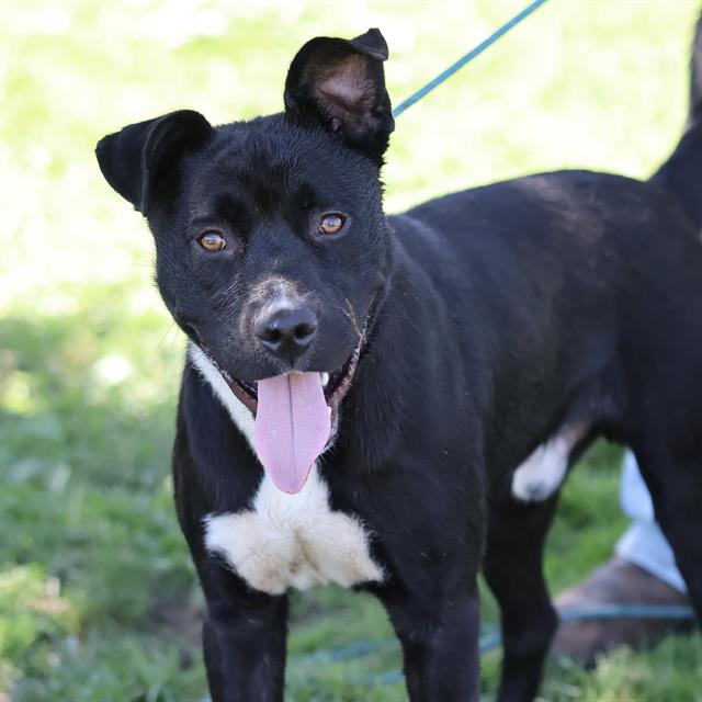Dino, a Pit Bull Terrier, available for adoption