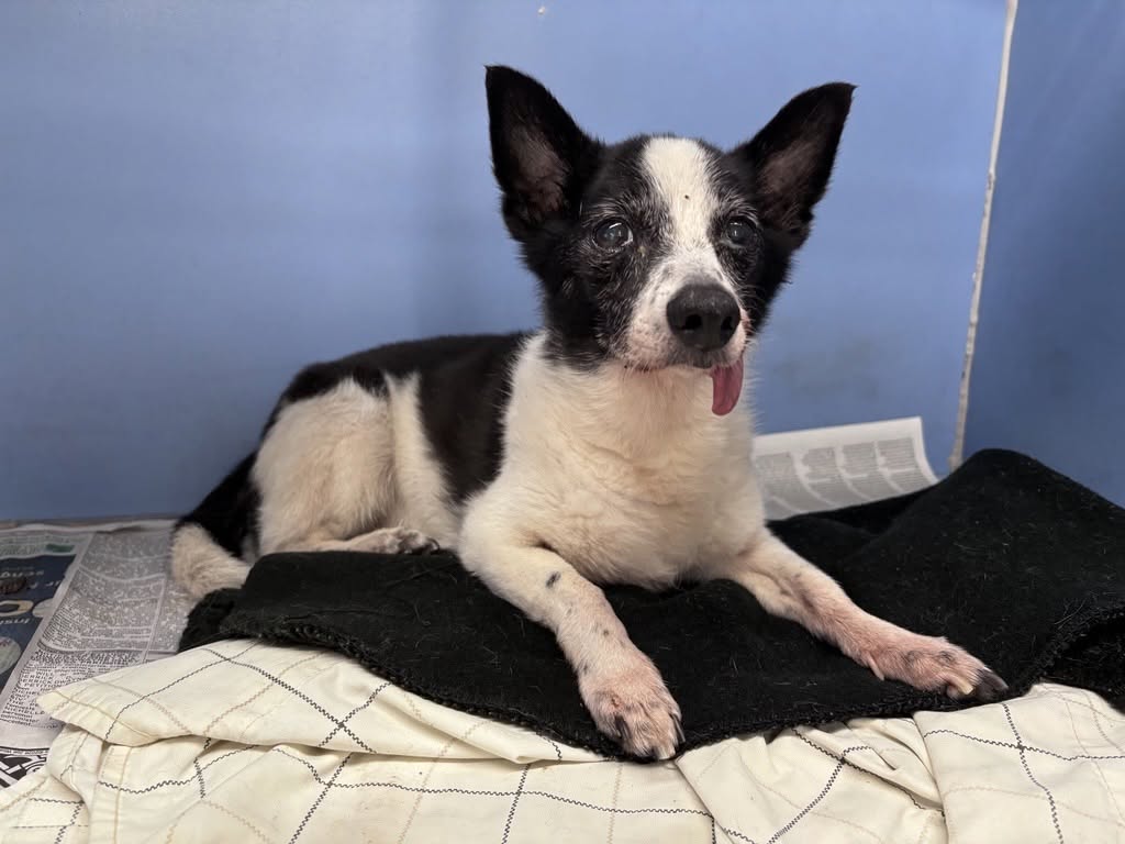 Roscoe, a Chihuahua (mix breed), available for adoption