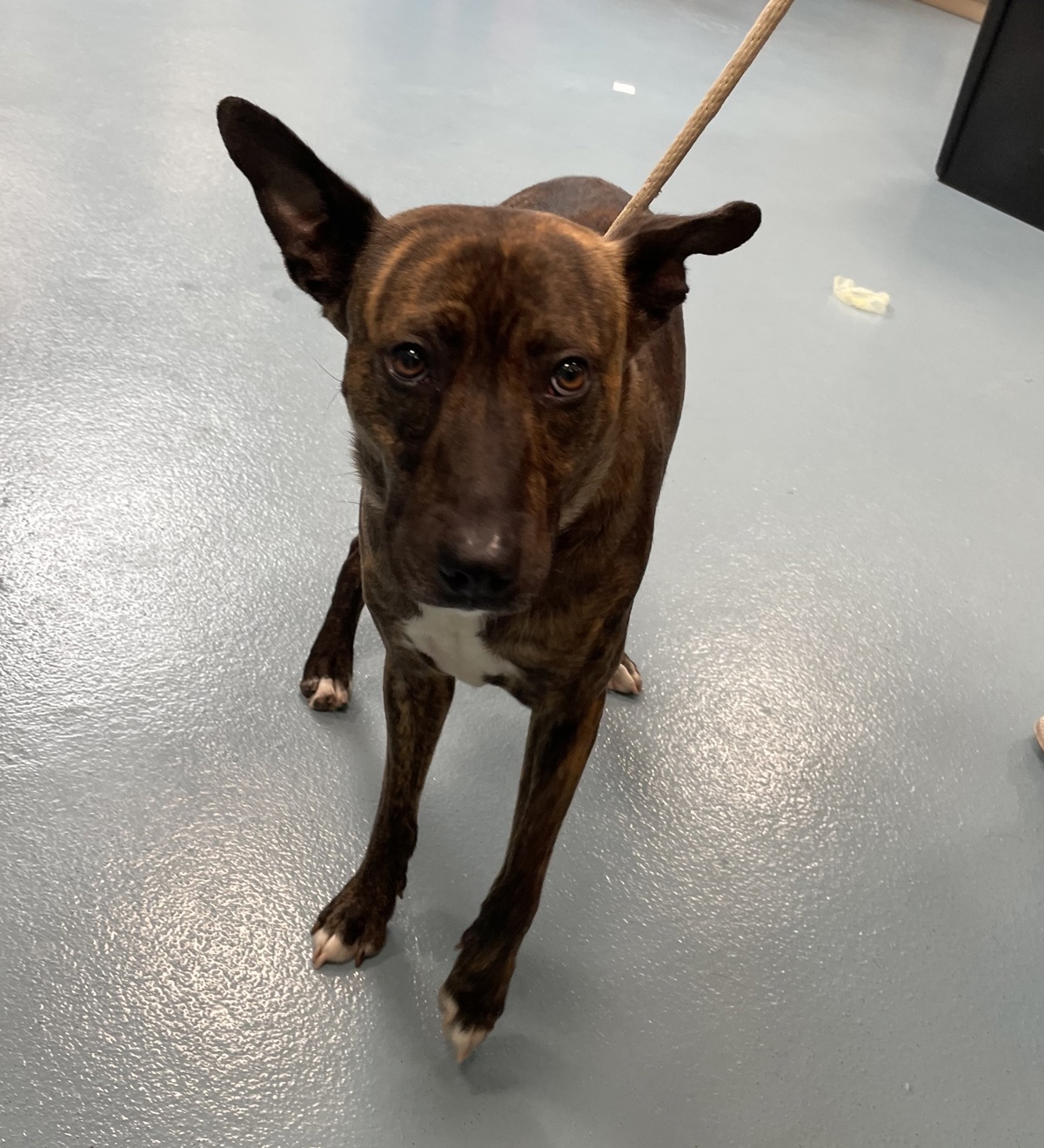Bento, a Dutch Shepherd, available for adoption