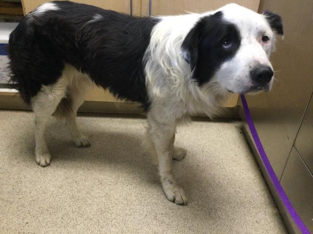 Moo, a Australian Shepherd, available for adoption