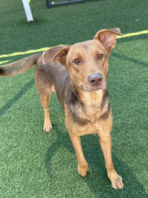 Ushi, a Terrier (mix breed), available for adoption