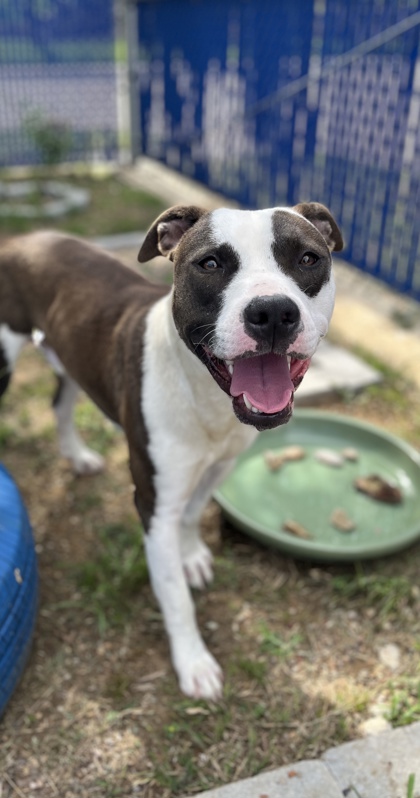 Abraham, a Terrier, available for adoption