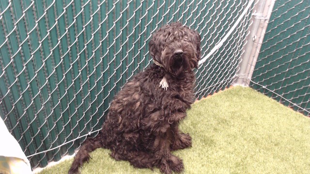 A5801794, a Labrador Retriever, available for adoption