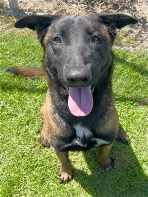 Meljoy, a Belgian Shepherd Malinois, available for adoption