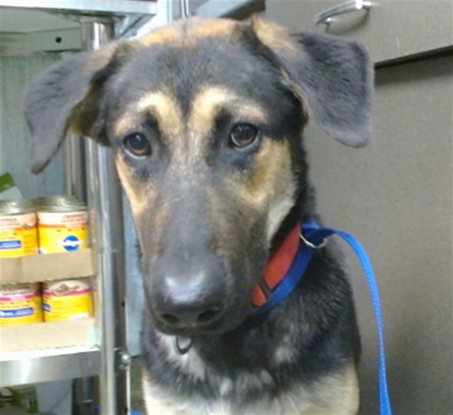 Anna, a Shepherd, available for adoption