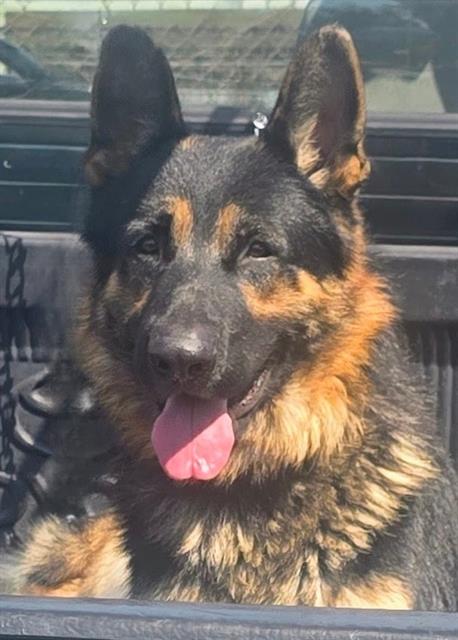 Oso, a German Shepherd, available for adoption