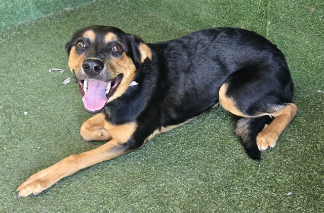 Charlie, a Rottweiler, available for adoption