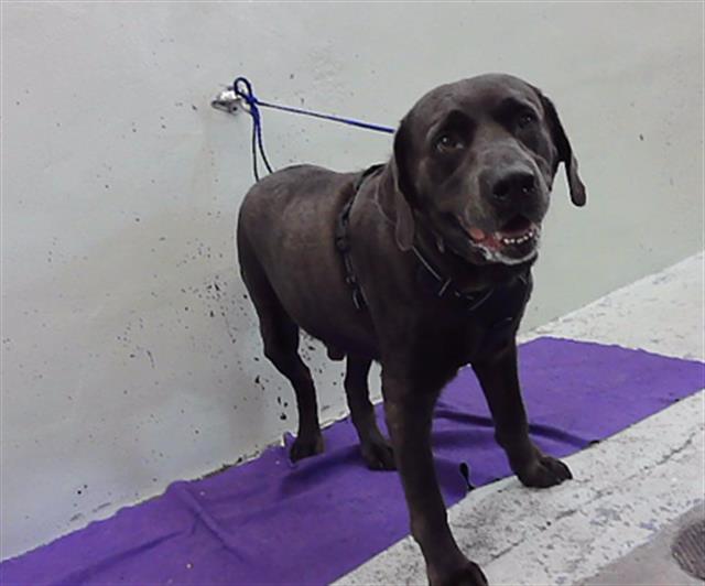 Elmer, a Labrador Retriever (mix breed), available for adoption