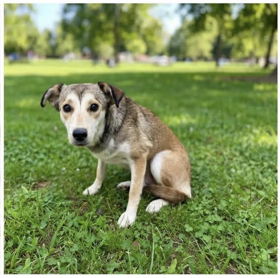 A5804196, a German Shepherd, available for adoption