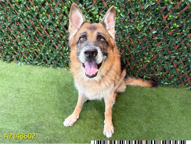 Tango, a German Shepherd, available for adoption