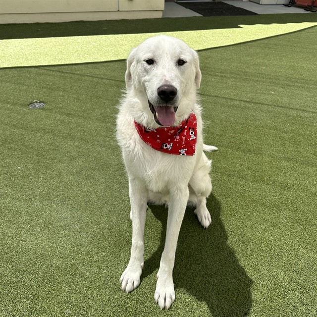 Duke, a Great Pyrenees, available for adoption