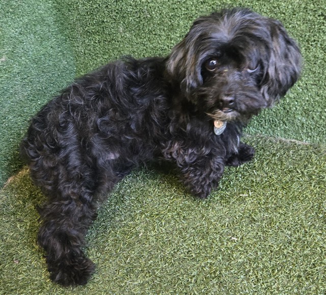 Nana, a Maltese, available for adoption