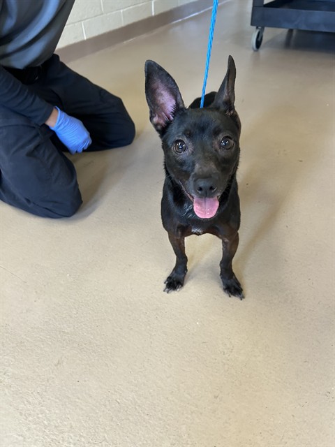 Brat, a Rat Terrier (mix breed), available for adoption