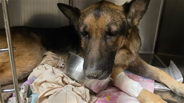 Dan, a German Shepherd (mix breed), available for adoption