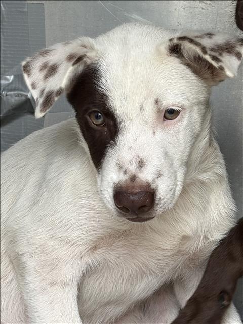 A035347, a Pointer, available for adoption