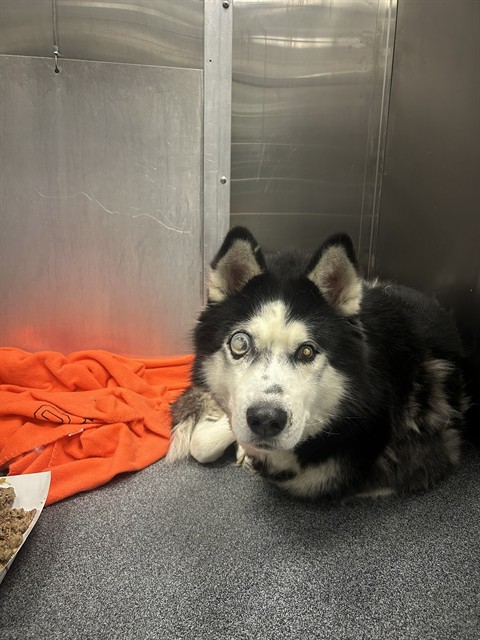 Smokey, a Siberian Husky, available for adoption