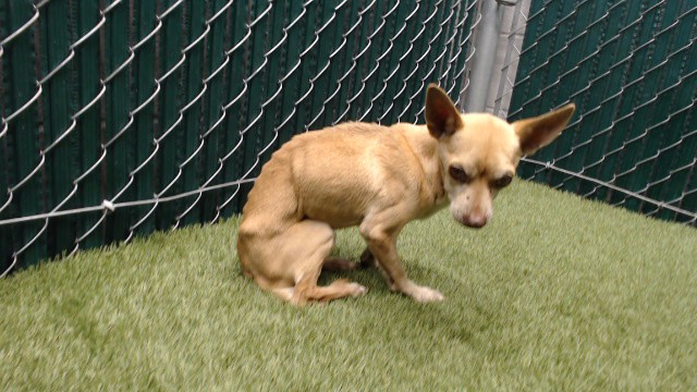 A5806545, a Chihuahua, available for adoption