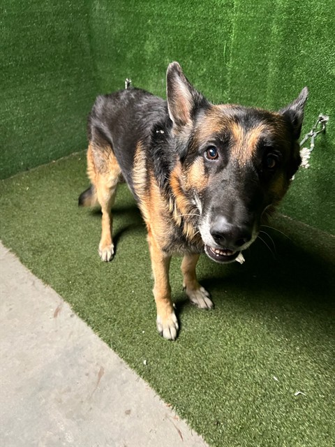 A5806686, a German Shepherd, available for adoption
