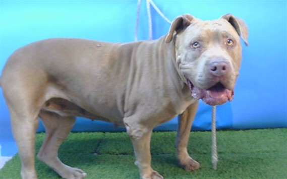 Egypt, a Bullmastiff, available for adoption