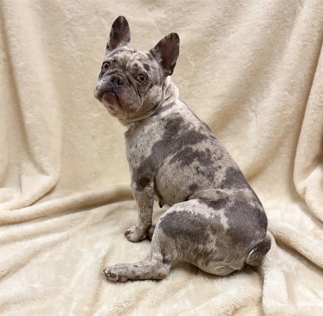 A5806933, a French Bulldog, available for adoption