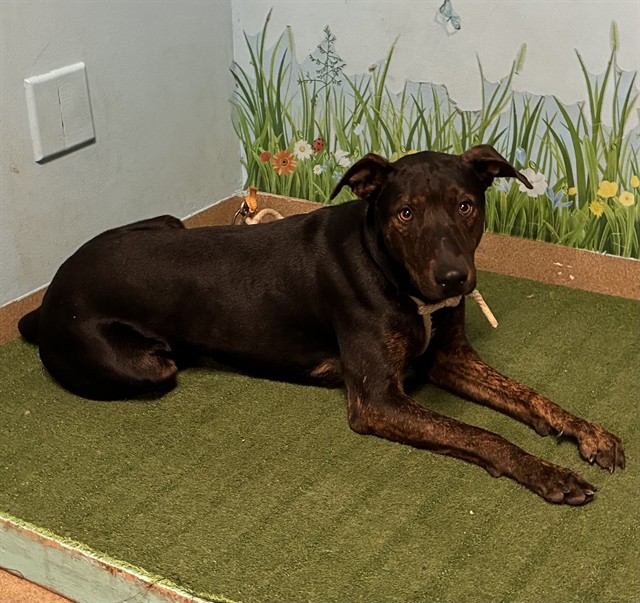 Mr Mime, a Labrador Retriever, available for adoption