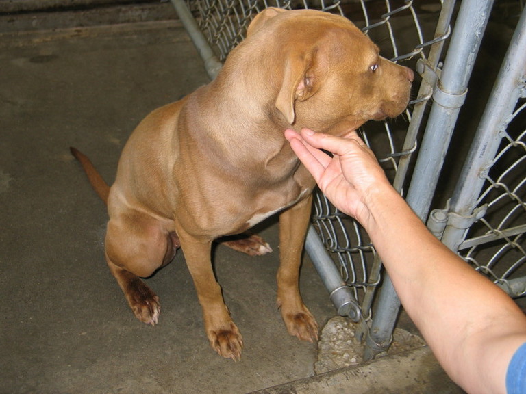 Other Photos of thie Dog