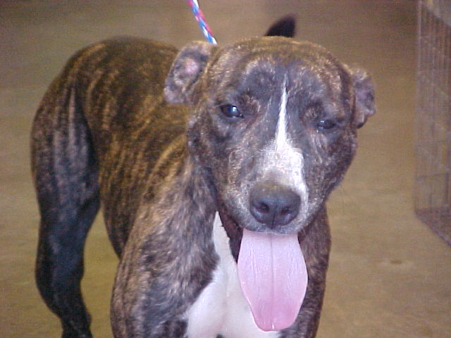 Other Photos of thie Dog