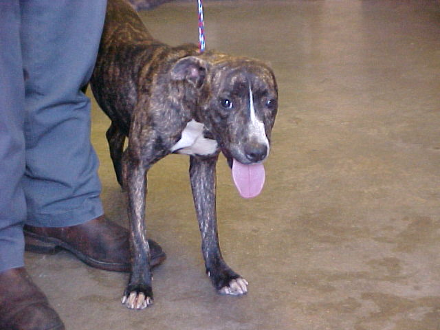 Other Photos of thie Dog
