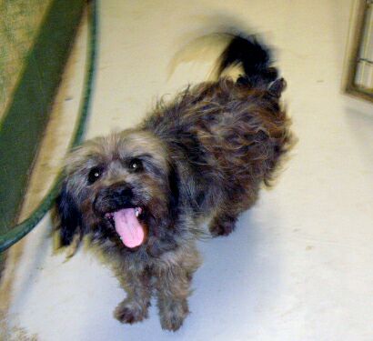 Other Photos of thie Dog