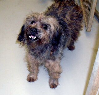 Other Photos of thie Dog