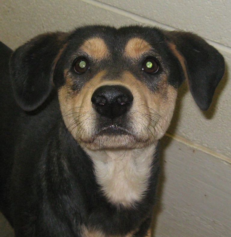 Other Photos of thie Dog