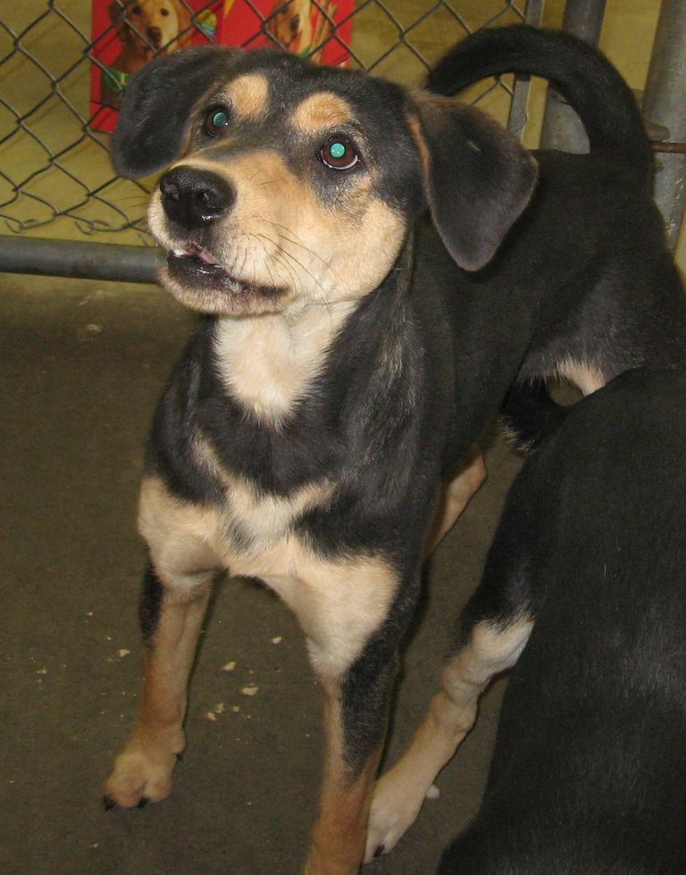 Other Photos of thie Dog