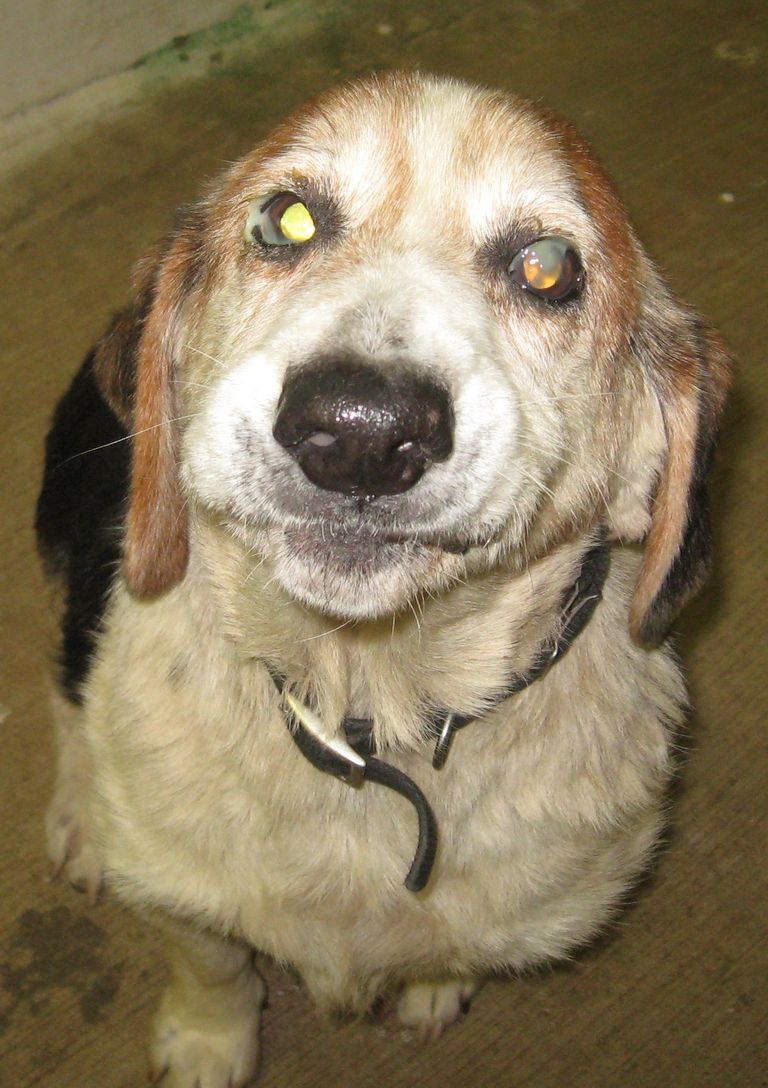 Other Photos of thie Dog