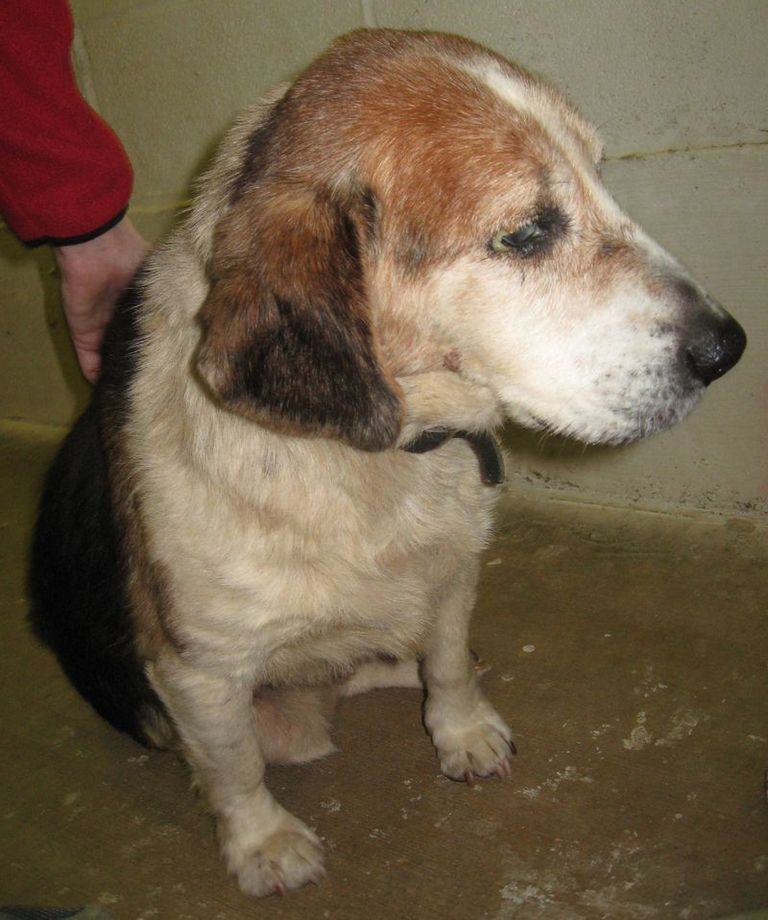 Other Photos of thie Dog