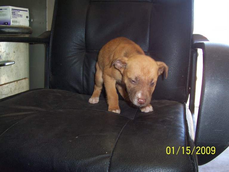 Other Photos of thie Dog