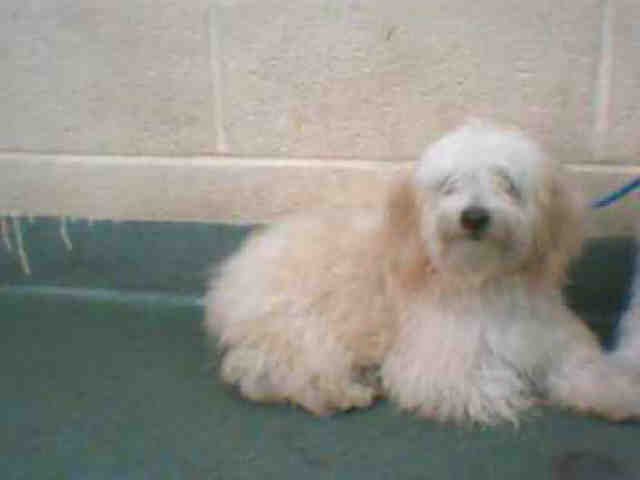 Main Photo of this Dog
