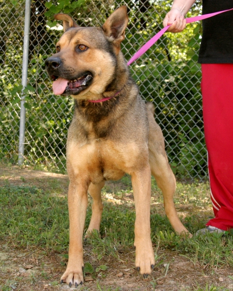 Other Photos of thie Dog