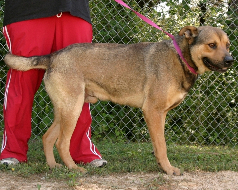 Other Photos of thie Dog