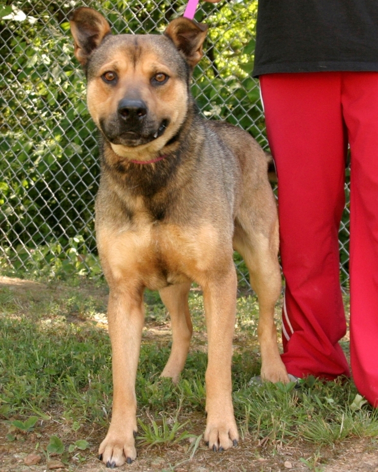 Other Photos of thie Dog