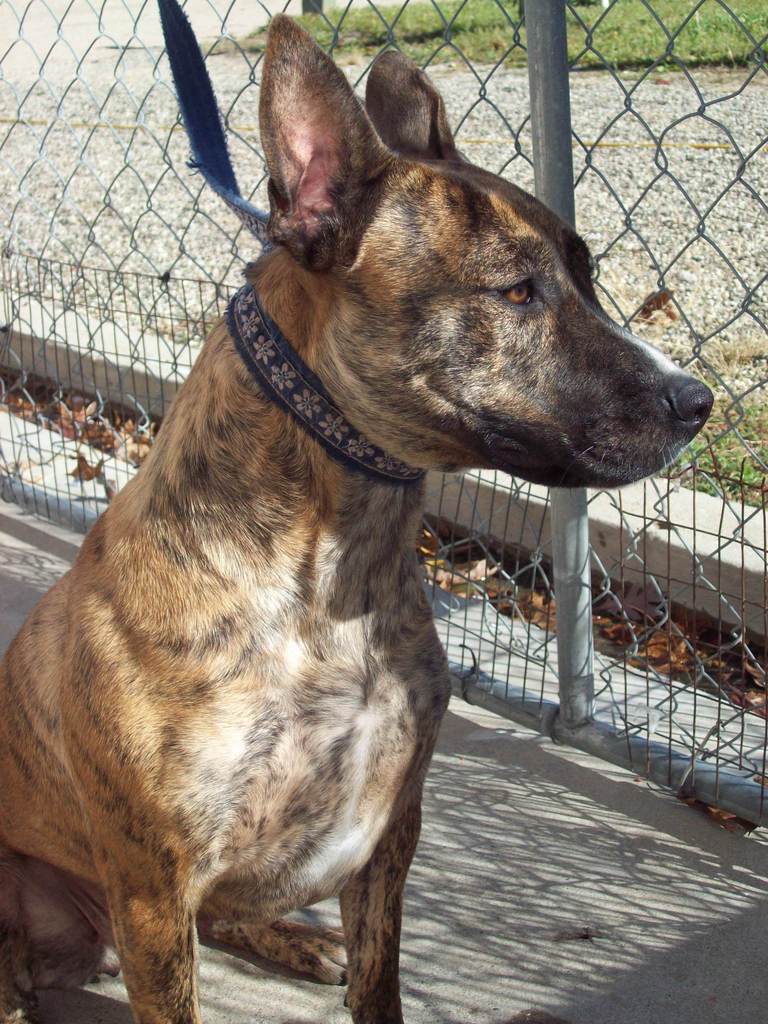 Other Photos of thie Dog