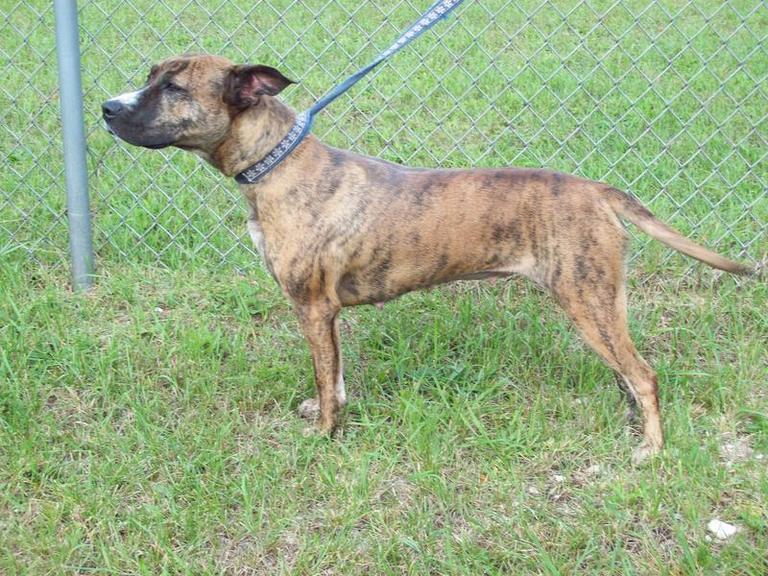 Other Photos of thie Dog