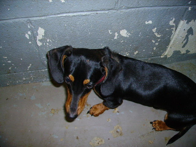 Main Photo of this Dog